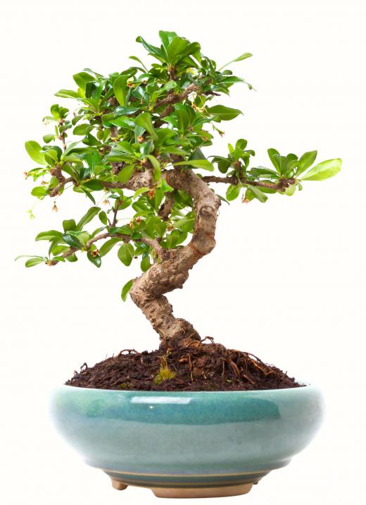 Bonsai plants are often shaped with a garden scissors.