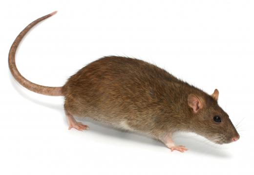 A brown rat.