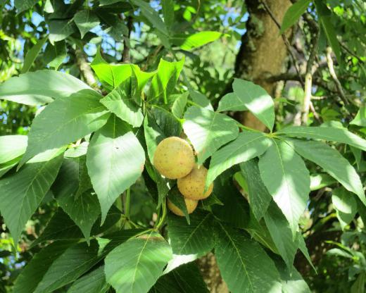 The flowers of the red buckeye usually mature into a fruit or nut that's commonly known as a buckeye.