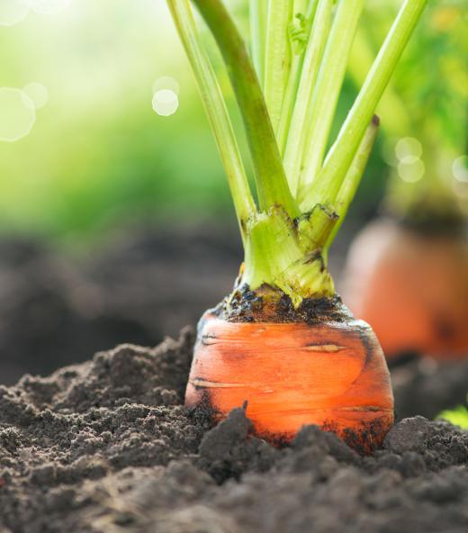 Carrots are commonly-eaten tap roots.