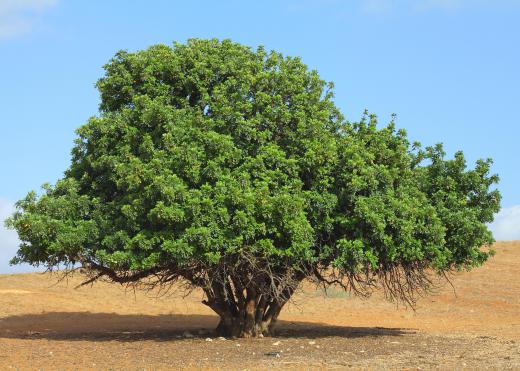 The carob tree is native to the Mediterranean region.