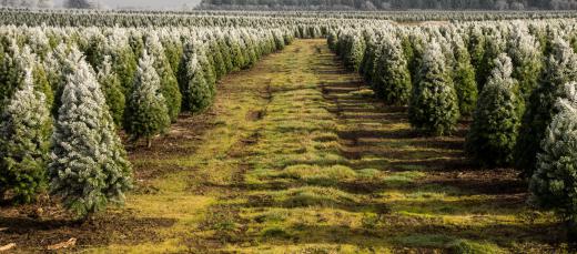 Douglas firs are the most common kind of Christmas trees, although they are not a true fir tree.