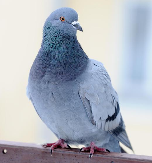 Dovecotes provide pigeons a safe place in which to live.