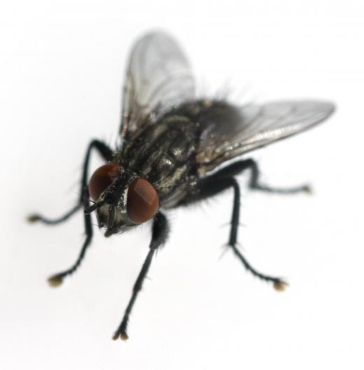 The common housefly can be hard to get rid of, and these germ carrying insects can contaminate food and other items in the home.