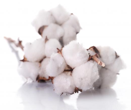 Cotton bolls on a branch.