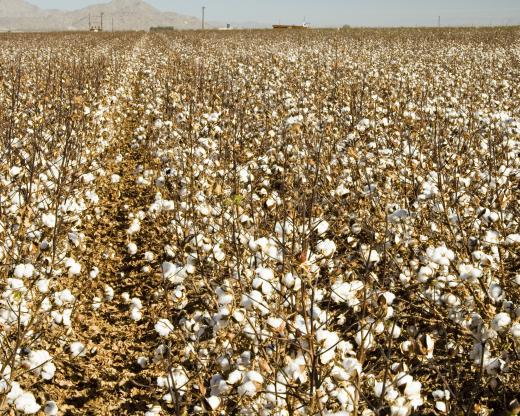 Cotton field ready for harvesting.