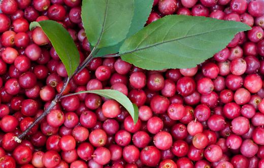 Crabapples are small tart fruits related to table apples.