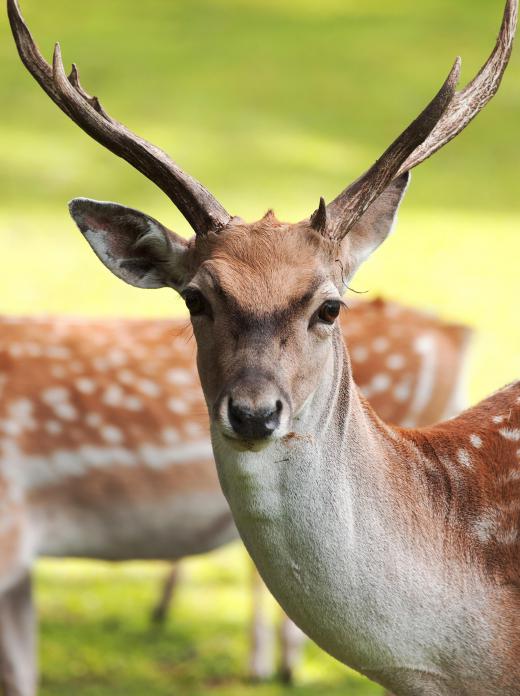 Deer graze on bluestem grass.