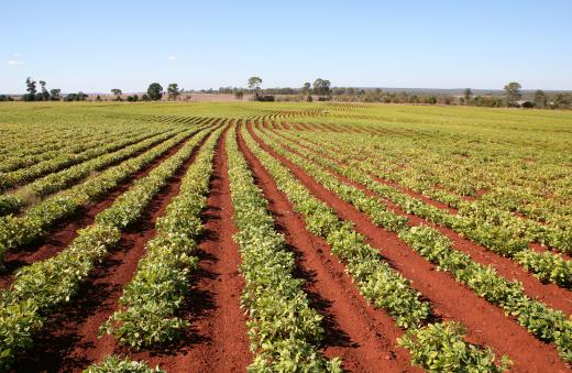 Legumes help enrich soil by adding nitrogen.