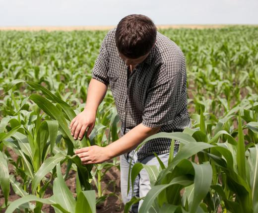 Crop rotation helps minimize the impact of pests on the various crops.