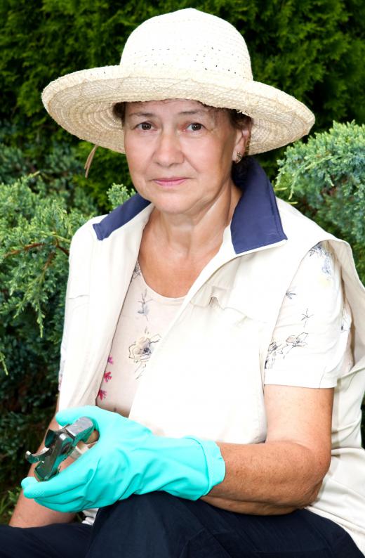 A solution composed of garlic, cloves and dishwashing soap can be used to control hibiscus pests.