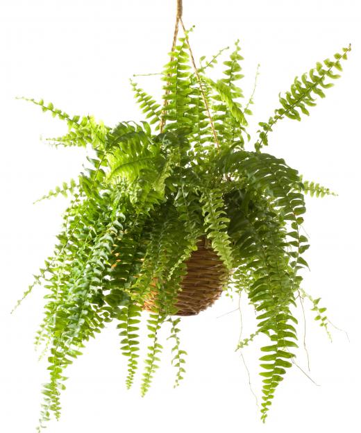 Boston ferns are often used in hanging baskets.