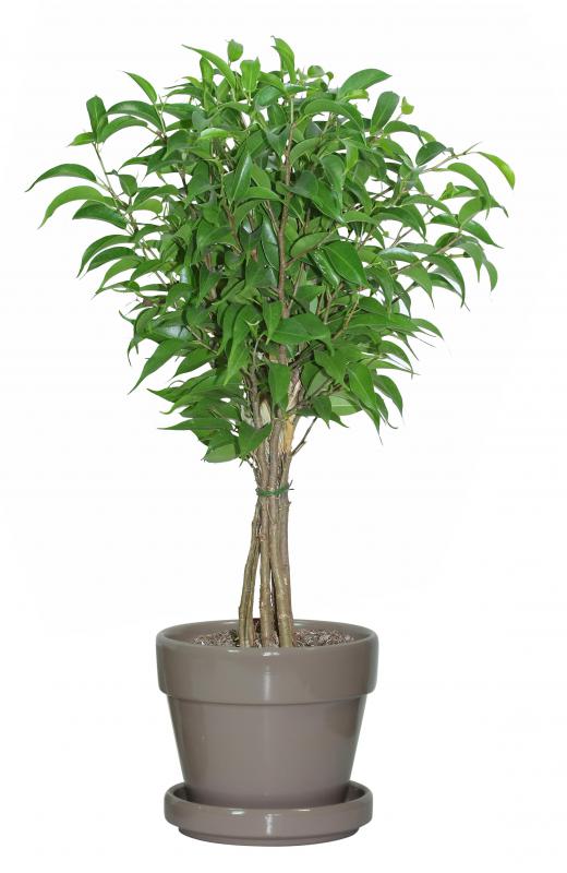 The ficus is a popular indoor tree.