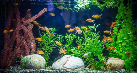 A biological filter is a filtering system that converts pollutants in aquarium water to harmless nitrate.