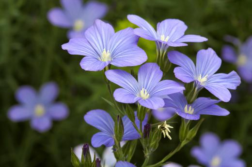 The flowers of a flax plant, which has bolls.