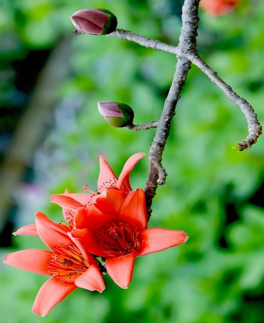 When buds open up, the bud scales drop away or enlarge and droop to the side, which allows the bud and flower to emerge fully.