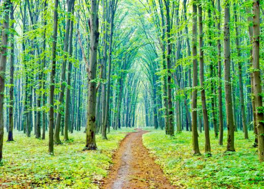 The greens of local trees often dominate in Tuscan color schemes.