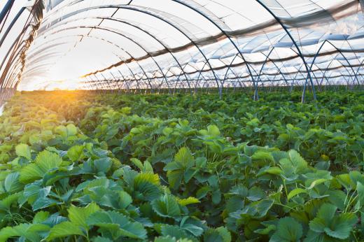 Forced-air heaters are typically used to warm larger greenhouses.