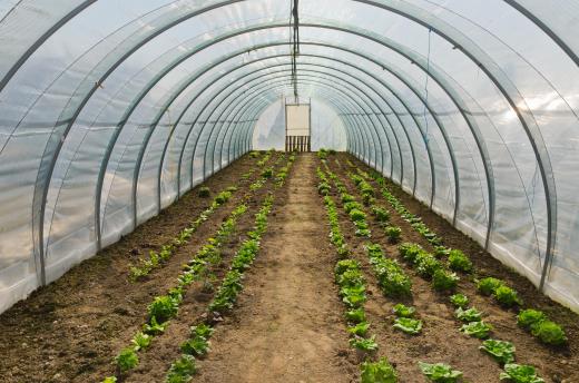 A greenhouse tunnel is also commonly known as a hoop house.