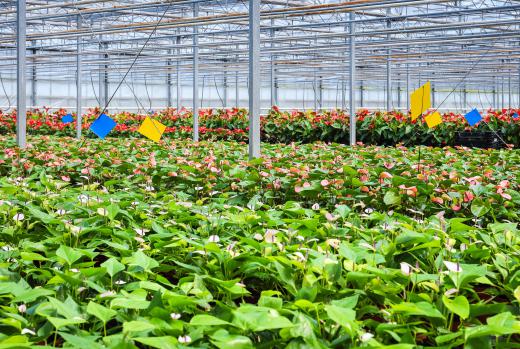 Plants are sometimes grown in controlled, greenhouse environments.