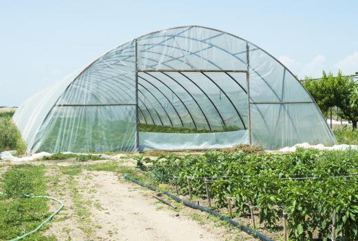 Greenhouse film is a cheaper alternative to glass walls.