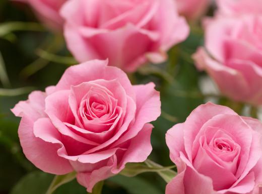 Heirloom roses come in many different varieties.