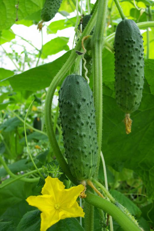 Cucumbers grow well in a greenhouse.