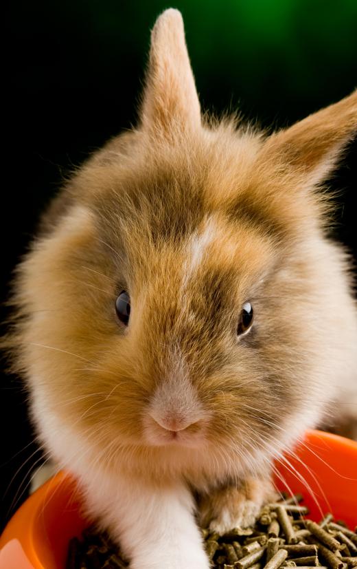 Chicken wire fences are good for protecting animals, since they are difficult to chew through.