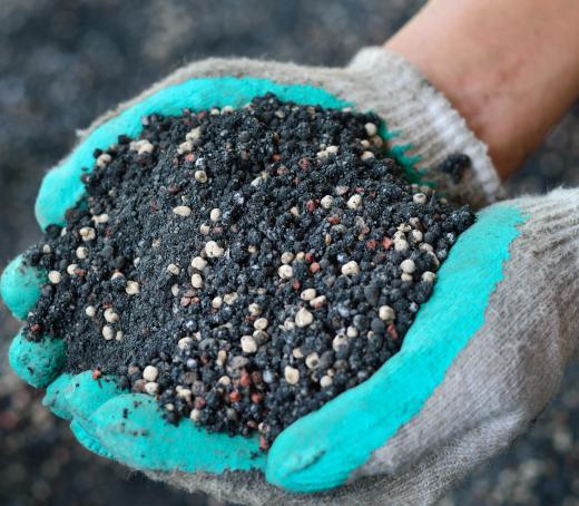 Dry fertilizer is applied on plants with a spreader.