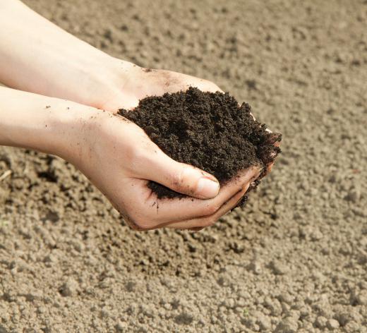 Loam soil is usually regarded as a gardening ideal, because it promotes the growth of healthy plants.