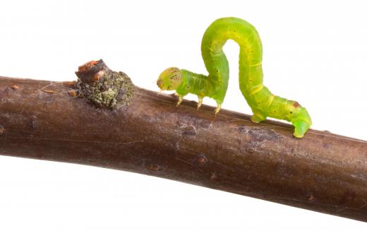 Inchworms and other insect larvae can damage tomato plants.