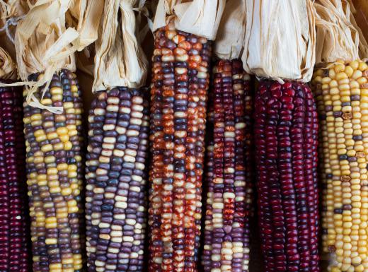 Multicolored corn is known as Indian corn.