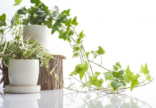 Planters allow live plants to grow indoors to enhance the ambience of a home or office.