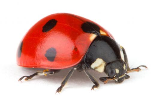 Ladybugs can be used to control mites.