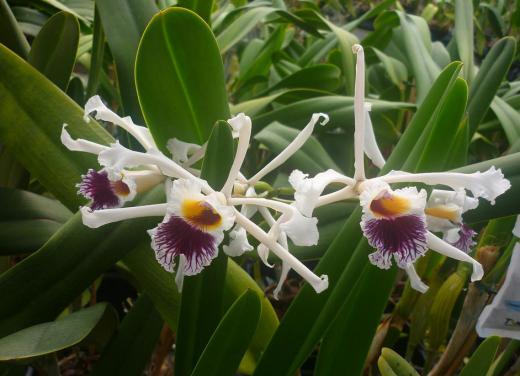 The Laelia is a member of the orchid family.