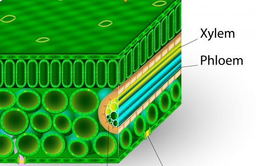 The vascular cambium is found inside the tissues of the plant, between the xylem and the phloem.