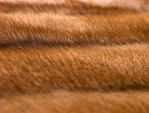 Fur coats may be made from minks.