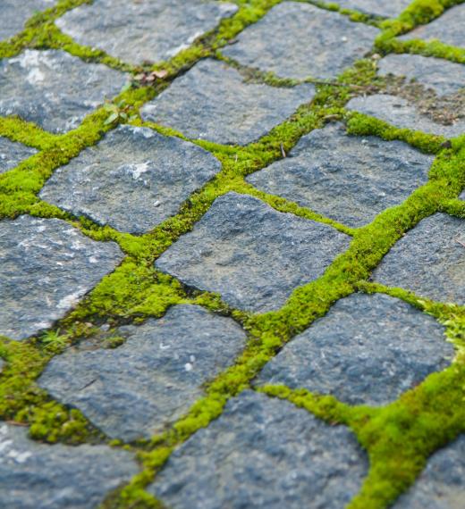 Moss growing between cobblestones outside of a carriage house.