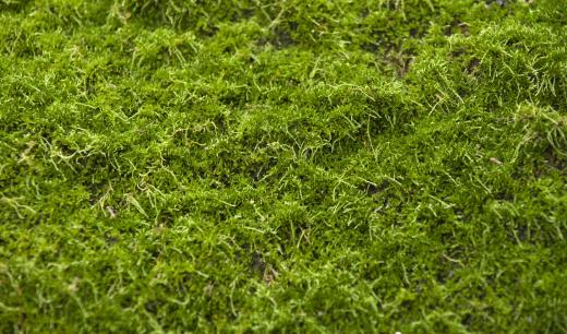 Moss can be used as ground covering in a bog garden.