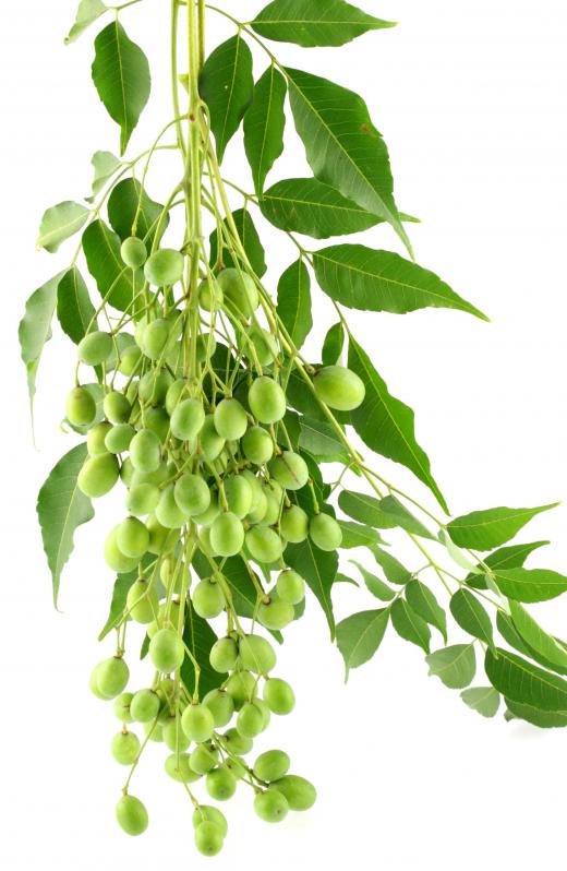 Oil derived from the neem tree is often used in natural pesticides.