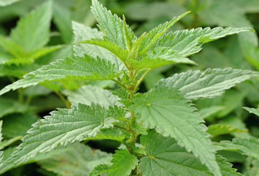 The stinging nettle is an example of a herbaceous plant that produces catkins.