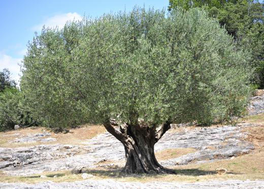 Olive tree.