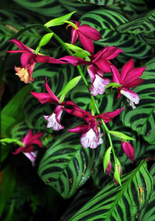 Terracotta, plastic and basket pots are commonly used for orchids.