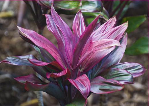 The leaves of the Hawaiian ti can be a variety of colors, primarily green and burgundy.