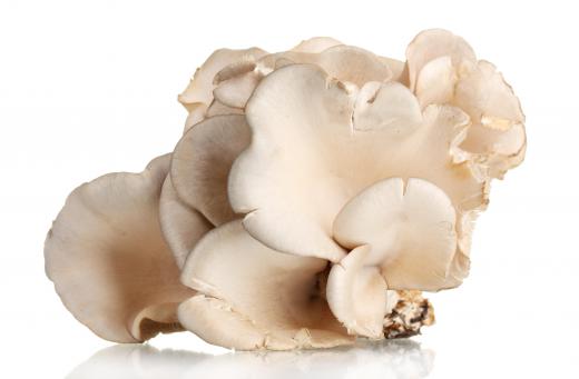 Commercial cultivators often grow oyster mushrooms.