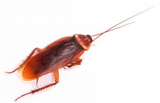 An American cockroach, which is sometimes called a palmetto bug.