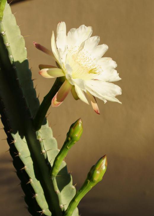 Torch cacti usually grow at altitudes of 1000 to 3000 feet.