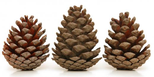 Pine cones.