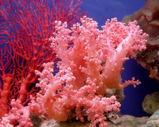 Coral is commonly featured in tropical decorating.