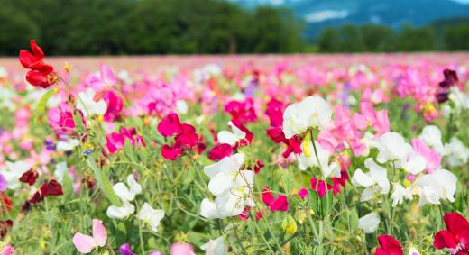 Hydroponics can be used in the growing of flowers.